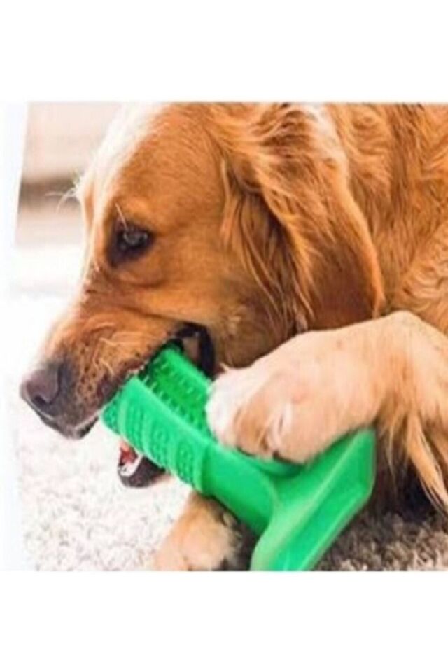 Köpek Diş Fırçası