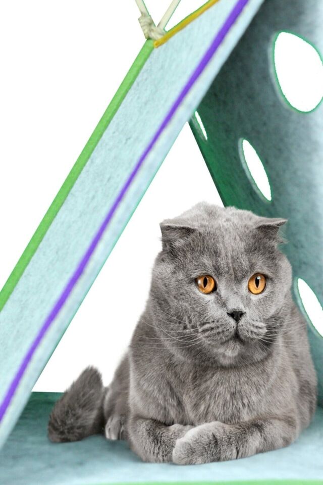 Kedi Oyun Çadırı Interaktif Kedi Evi Cattent Kedi Çadırı
