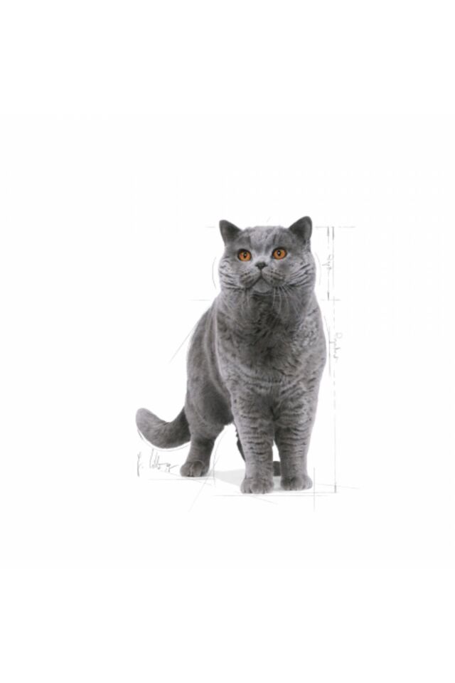 British Shorthair Adult Yetişkin Kedi Maması 2 Kg