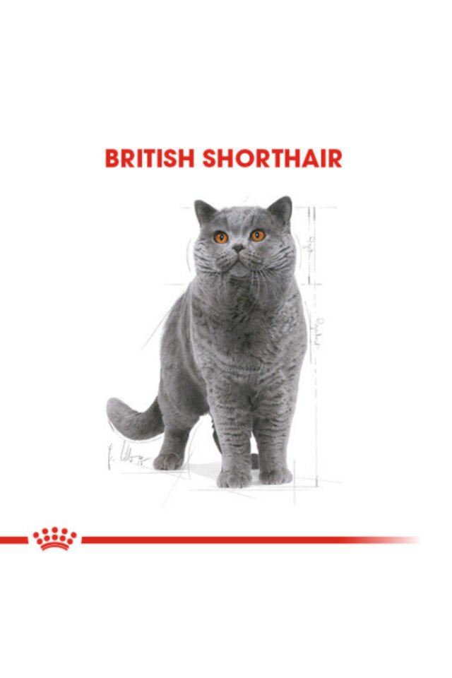 British Shorthair Adult Yetişkin Kedi Maması 2 Kg