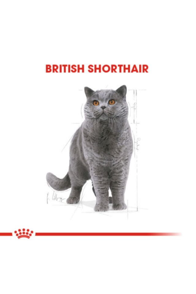British Shorthair Adult Yetişkin Kedi Maması 2 Kg