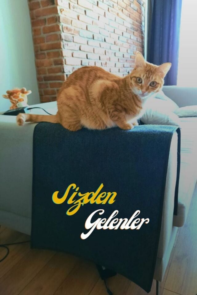 Bypet Koltuk Kenarı Koruyucu Kedi Tırmalama Halısı (50 CM X 100 CM)