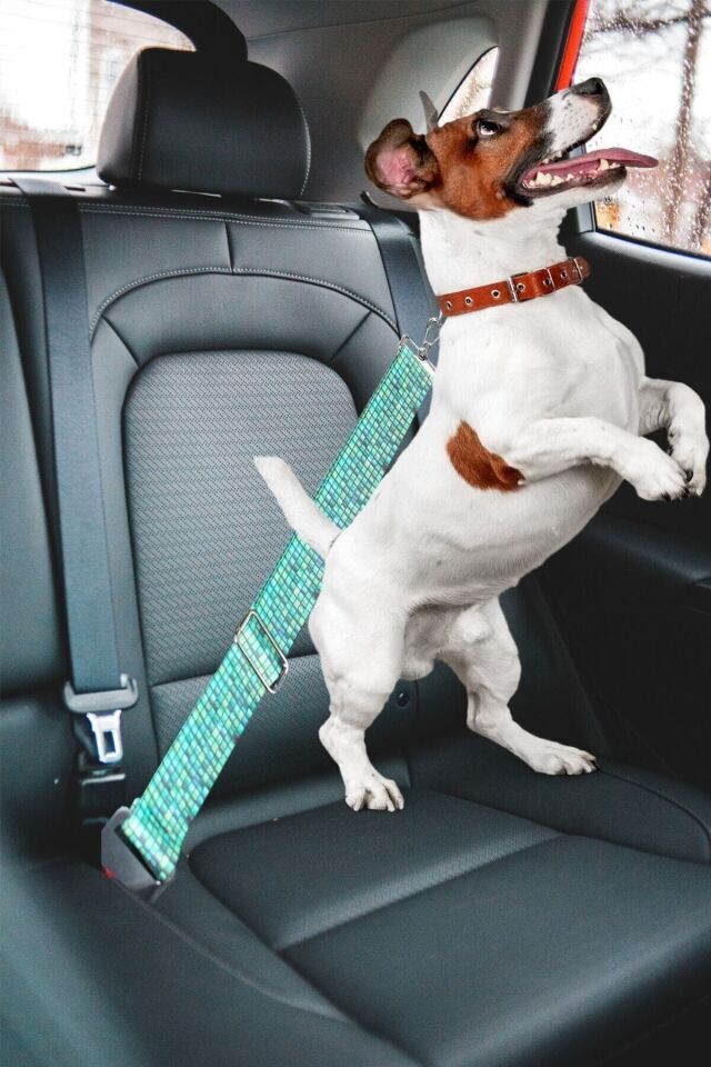 Bypet Tüm Araçlara Uyumlu Köpek Emniyet Kemeri