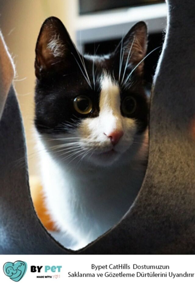 Bypet Cathills Interaktif Kedi Tepeleri Oyun Alanı Ve Saklanma Tüneli