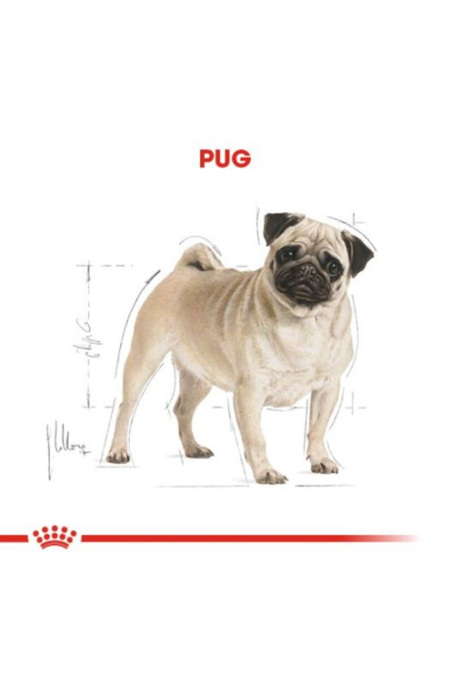 Pug Yetişkin Kuru Köpek Maması 1.5kg