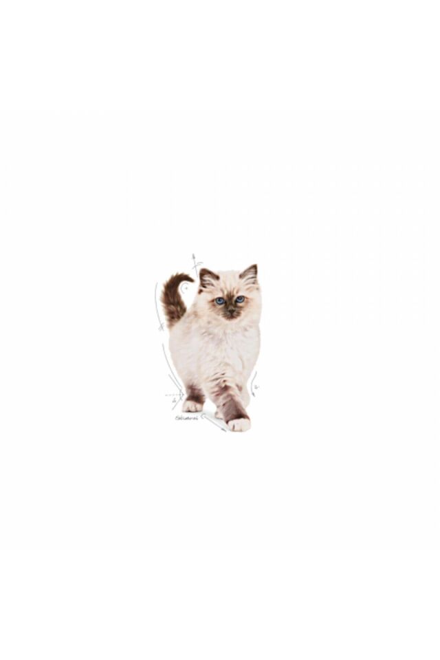 Kitten Yavru Kediler Için Kuru Kedi Maması 2kg